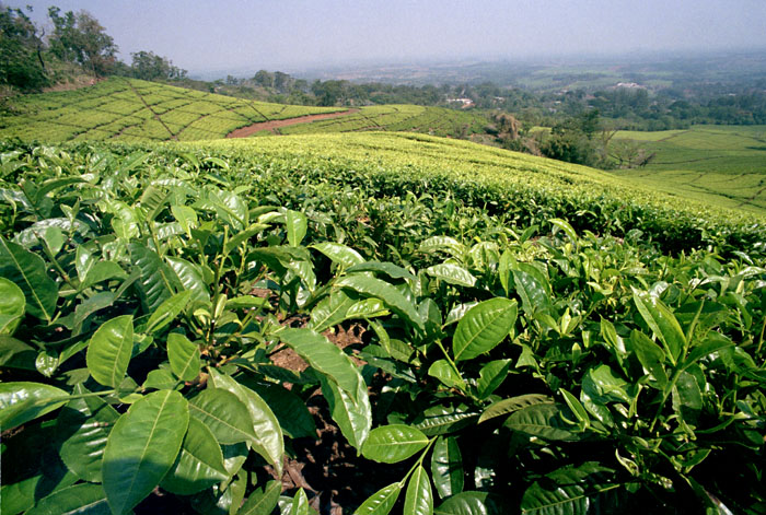 mulanje-teaview2.jpg